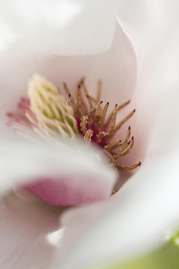 Macro of a tulip tree blossom Photograph by Maria Heyens