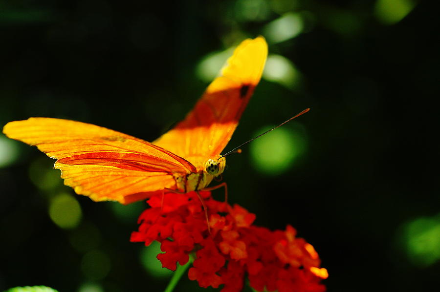 Macro Of An Orange Butterfly Photograph by Jeff Swan