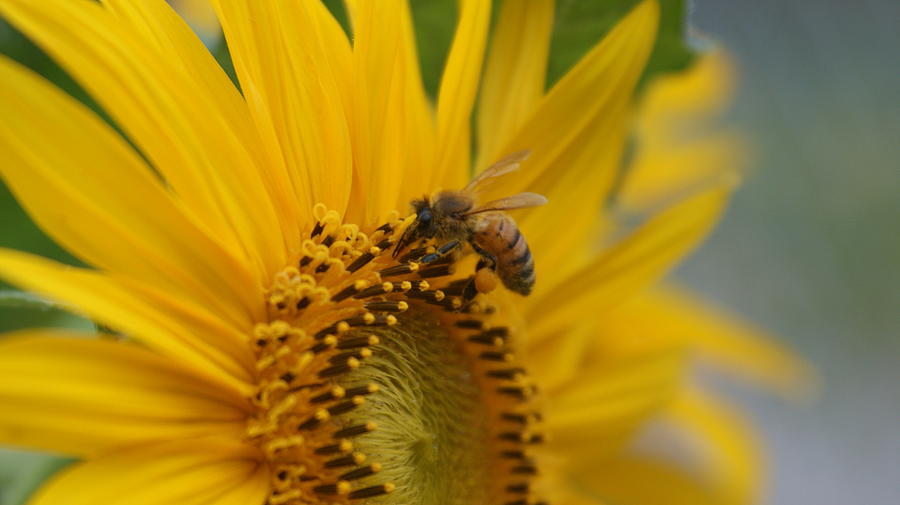 Sunflower Photograph - Macro of bee on sunflower...   # by Rob Luzier