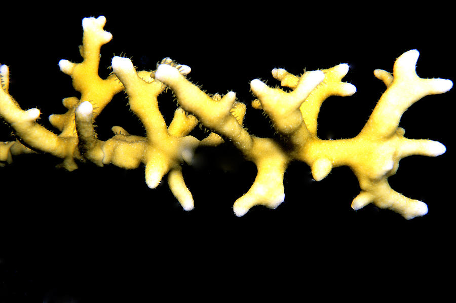 Macro Of Branching Fire Coral Photograph by Mary Beth Angelo