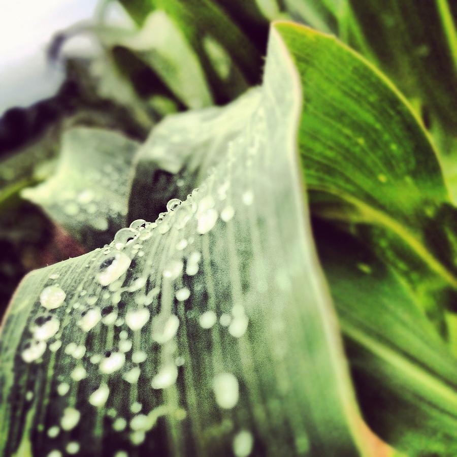 Macro of Corn Stalk After a Summer Rain Photograph by Angela Rath