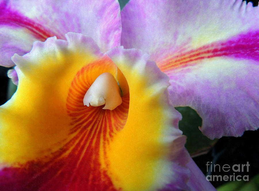 Orchid Photograph - Macro Orchid by Kristine Widney