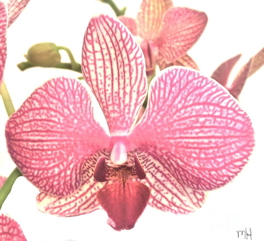 Macro Orchid Photograph by Marsha Heiken