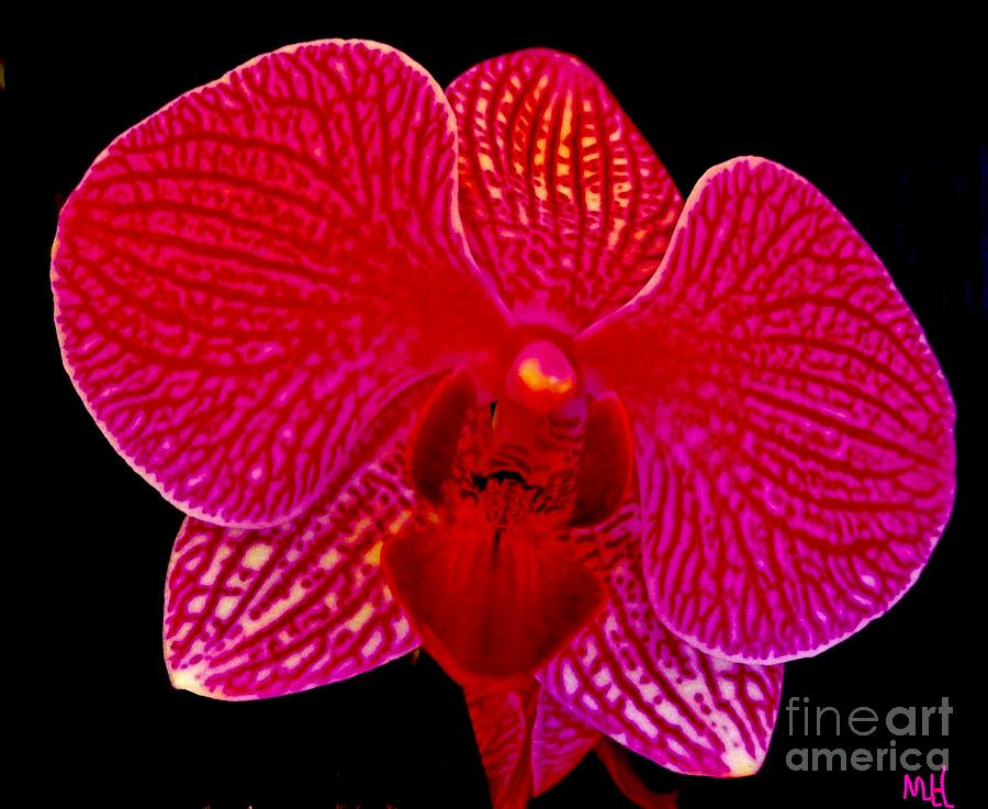 Macro Orchid on Black Photograph by Marsha Heiken