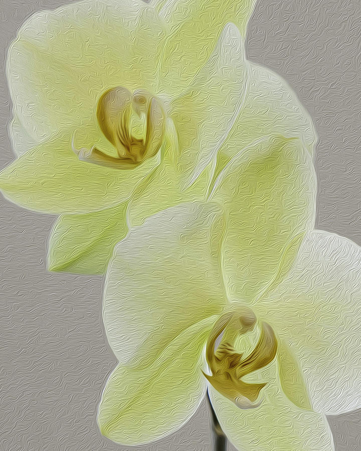 Macro Orchids Photograph by Joe Myeress