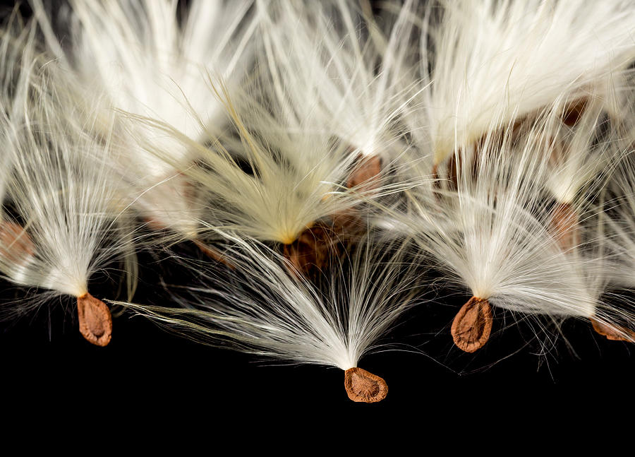 Macro photo of swamp milkweed seed pod Photograph by Steven Heap