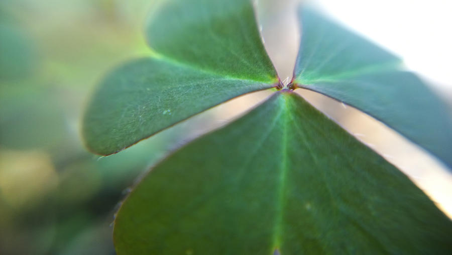 Macro Photograph of a Clover Leaf in Color Photograph by Kelly Hazel