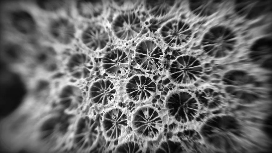 Macro Photograph of a Coral Fossil in Black and White Photograph by Kelly Hazel