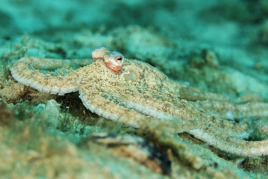 Octopus Photograph - Macro Photograph Of An Atlantic Long by James White