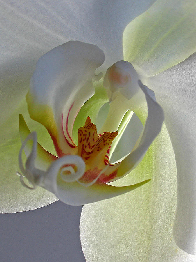 Macro Photograph of an Orchid  Photograph by Juergen Roth