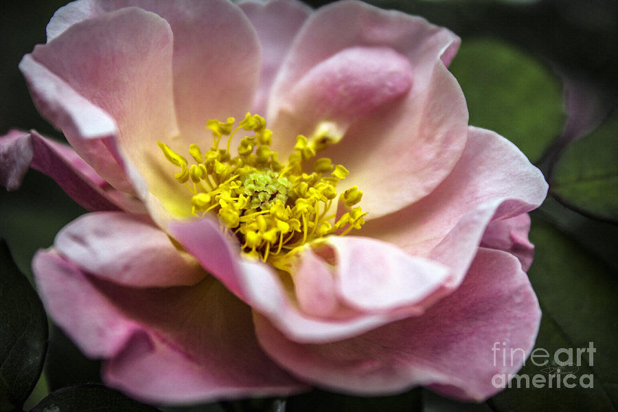 Macro Pink Tea Roses Photograph by Ginette Callaway