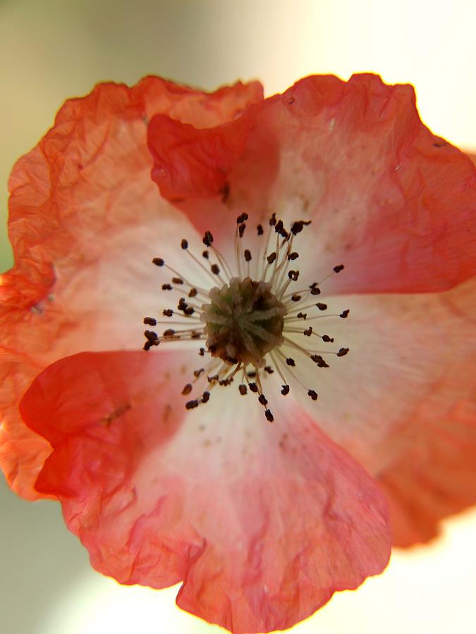 Poppy Photograph - Macro Poppy by Laura Lovell