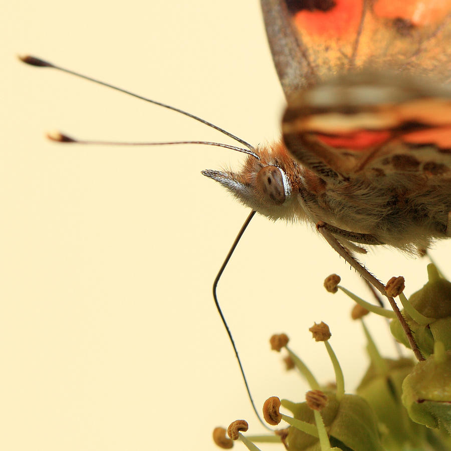 Macro Portrait Of Butterfly On Common Photograph by Achim Mittler, Frankfurt Am Main