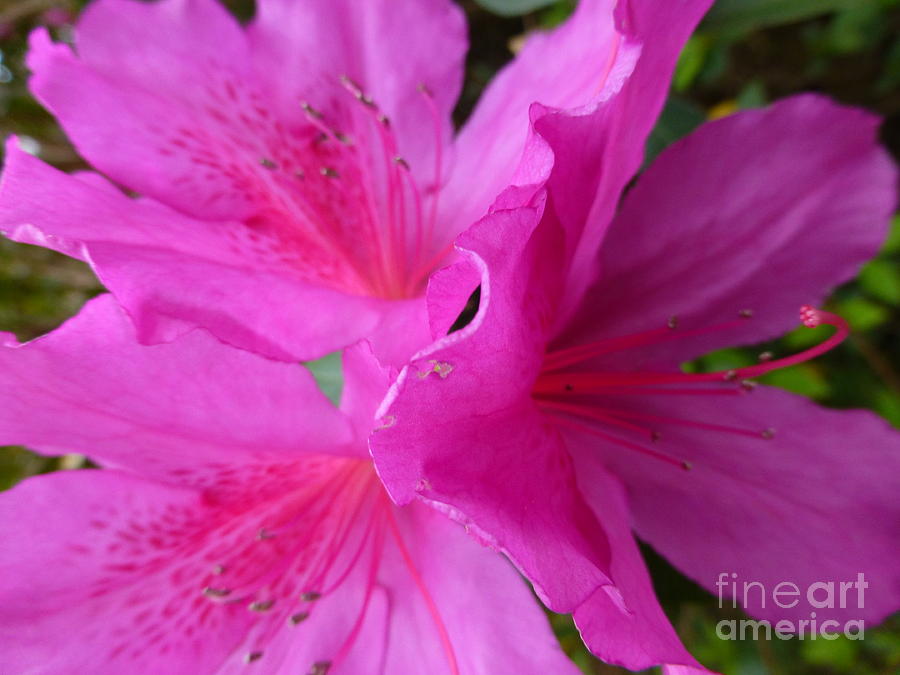 Macro Purple Azalea Flower Photograph by Joseph Baril