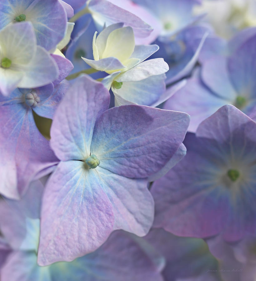 Summer Photograph - Macro Purple Hydrangea Flowers by Jennie Marie Schell