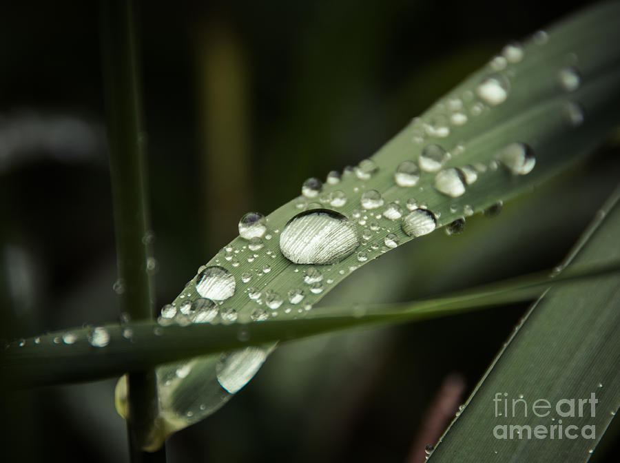 Macro Rain Photograph by Cheryl Baxter