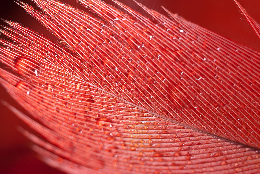Abstract Photograph - Macro red feather by Anna Aybetova