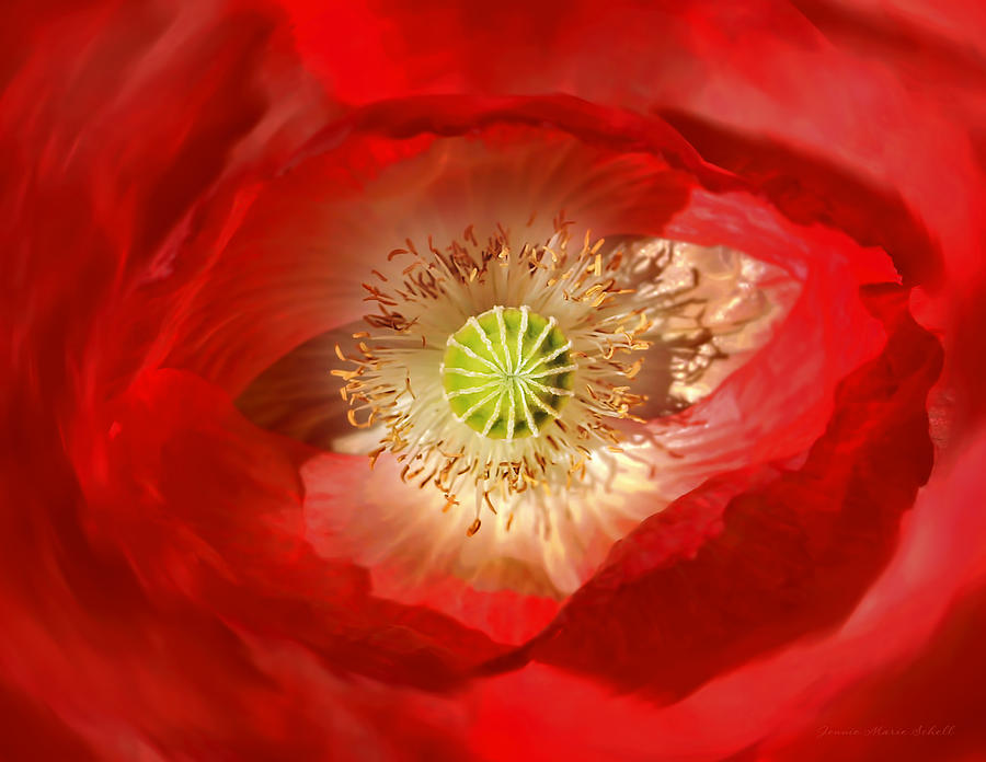 Macro Red Poppy Flower Abstract Photograph by Jennie Marie Schell