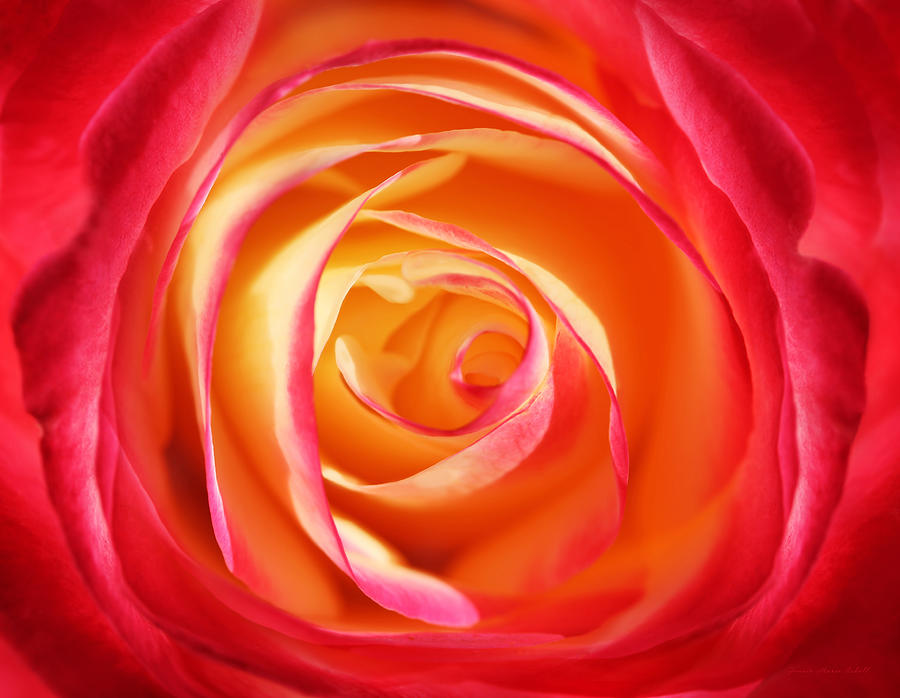 Rose Photograph - Macro Swirls Rose Flower by Jennie Marie Schell