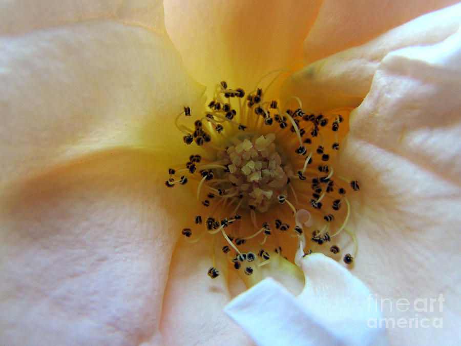 Rose Photograph - Macro Rose by Elizabeth Dow