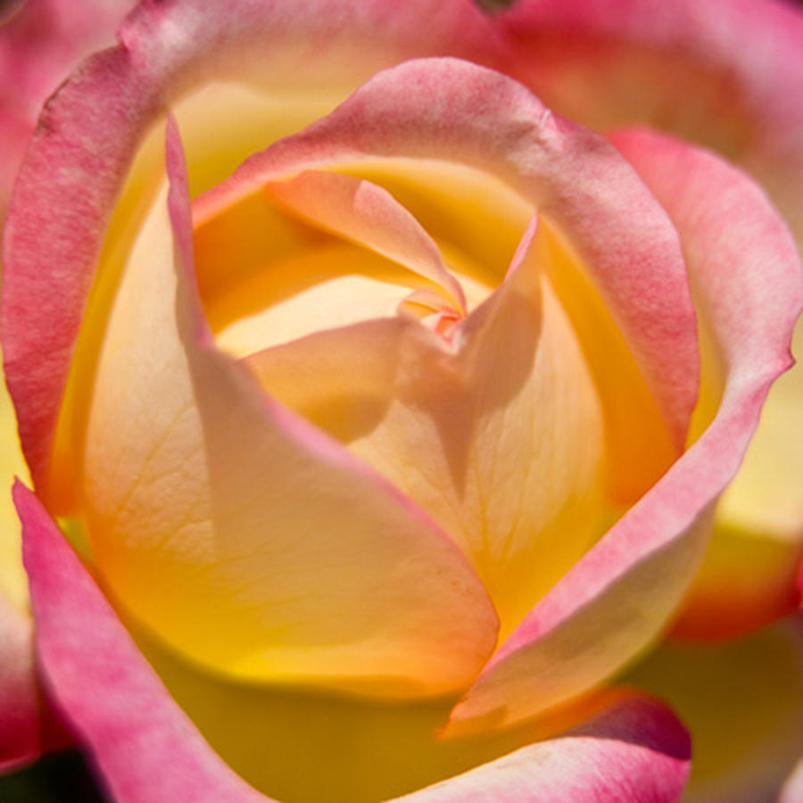 Macro Rose Photograph by Roger Passman