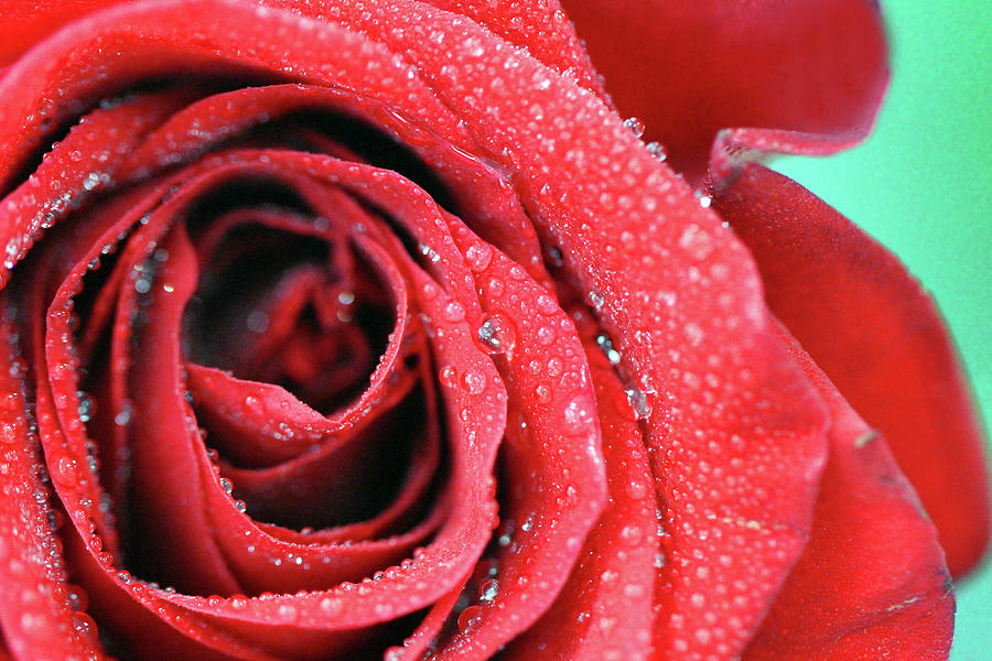 Macro Rose With Dew Photograph by Photography By Bobi