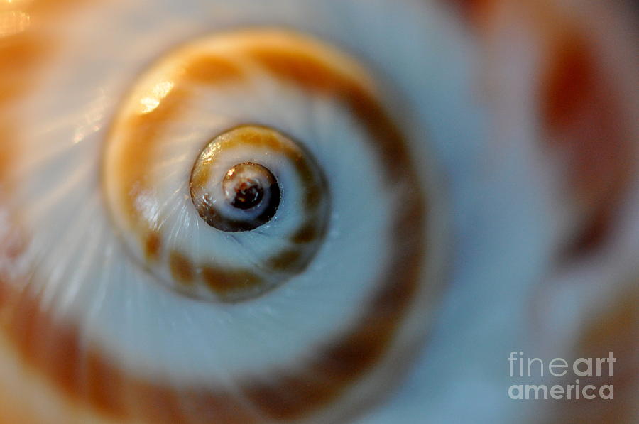 Macro Seashell Photograph by Laura Yamada