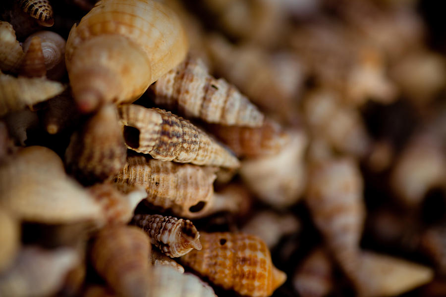 Macro Shells Photograph by Carole Hinding
