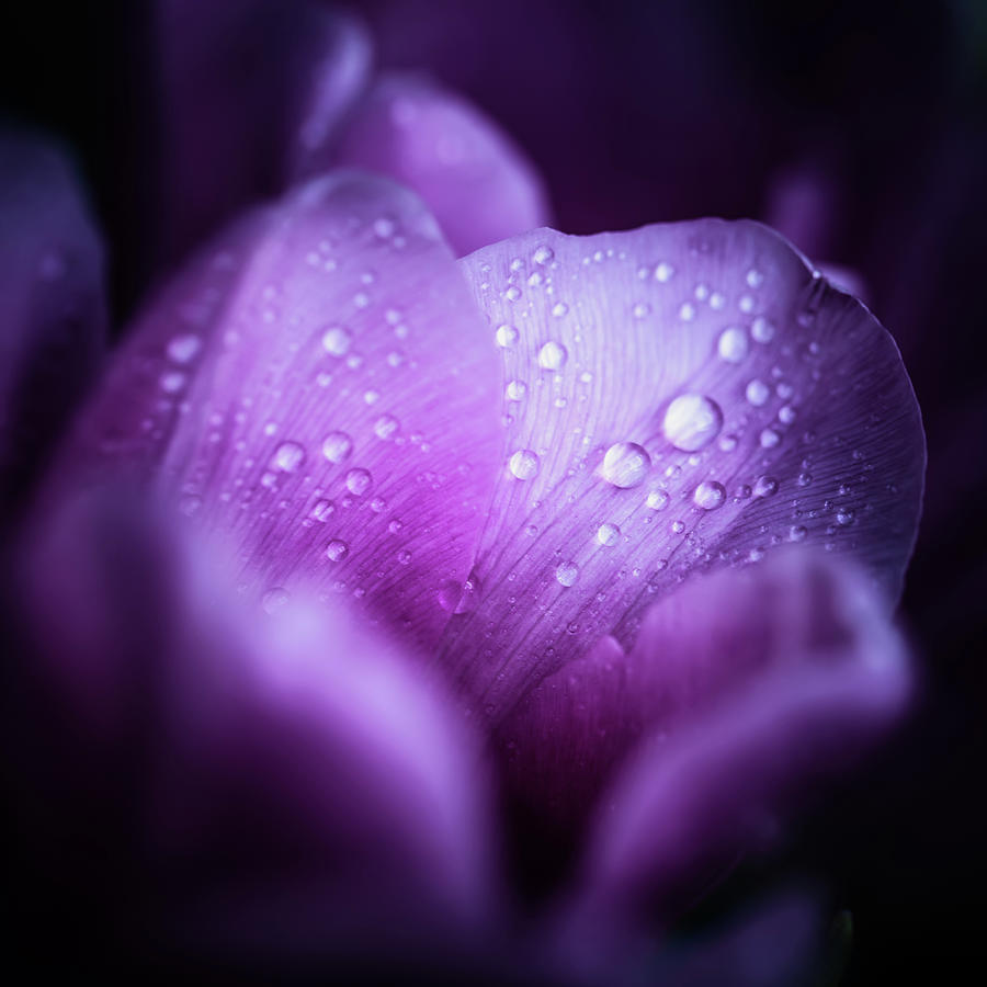 Macro Shot Of Pink Tulips With Drops In Photograph by Sankai