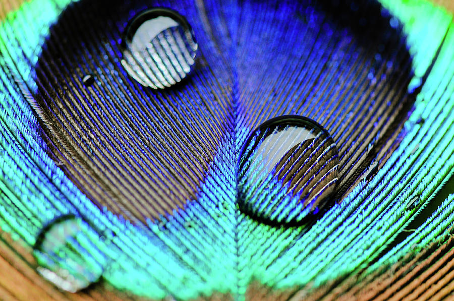 Macro Shot Of Water Drops On A Peacock Photograph by Pamelaoliveras