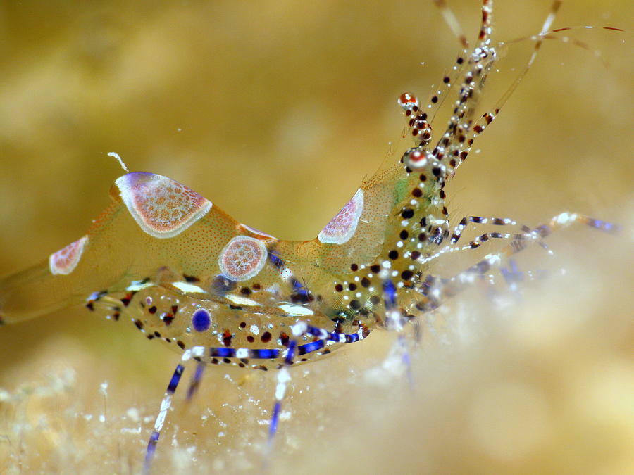 Macro Shrimp 1 Photograph by Manuel Carmenate - Fine Art America