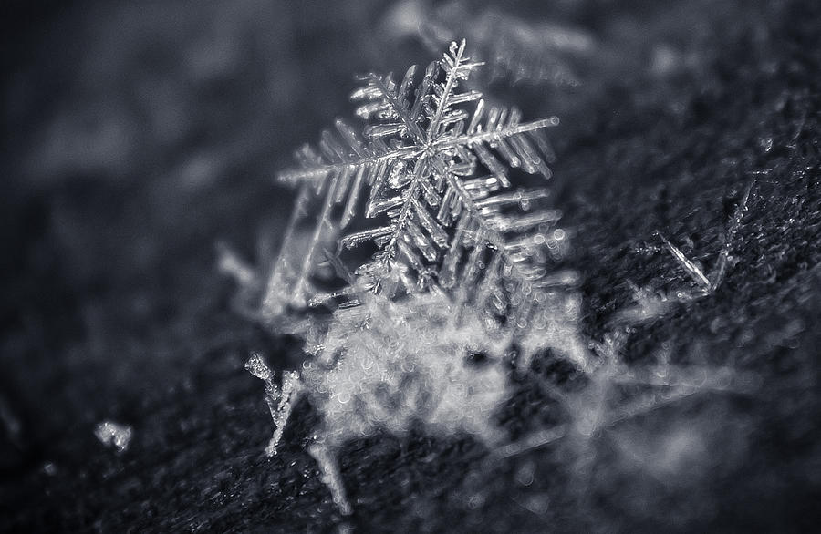 Macro Snowflake Photograph by Amber Flowers