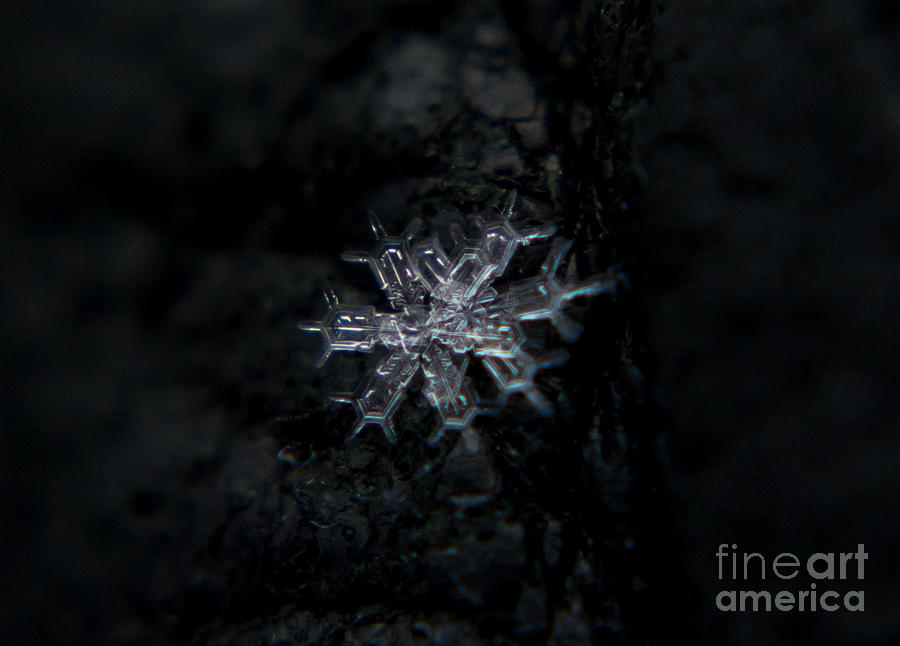 Macro Snowflake Photograph by Cheryl Baxter