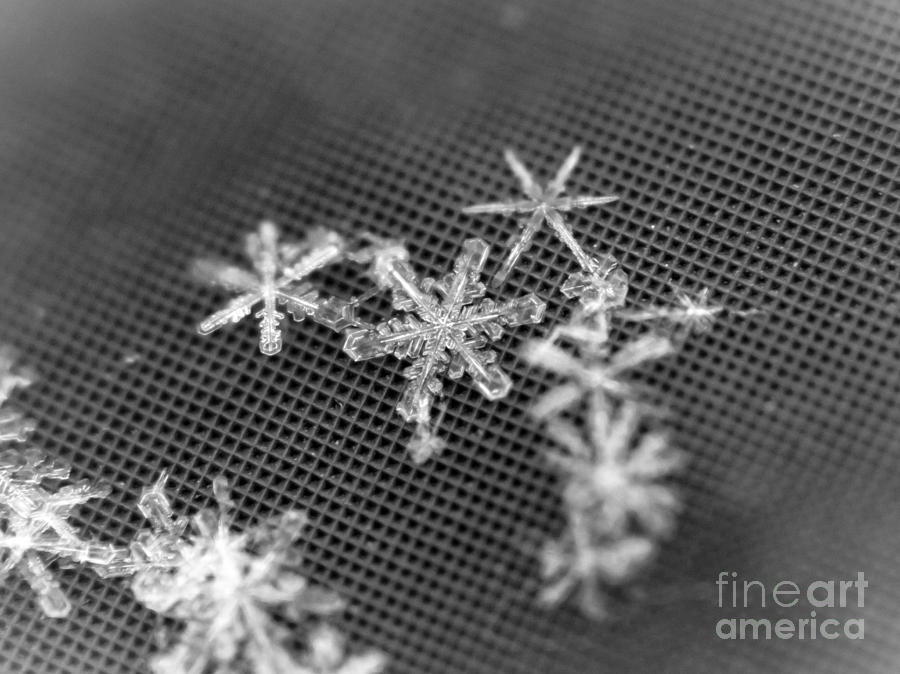 Macro Snowflakes Photograph by Cheryl Baxter