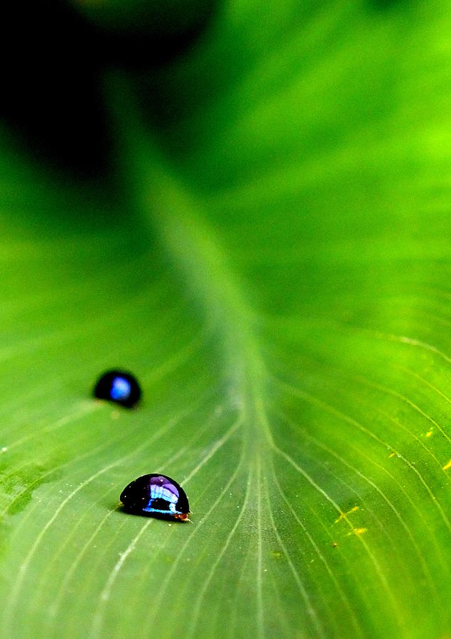 Macro Steel Blue Ladybird Photograph by Guy Pettingell