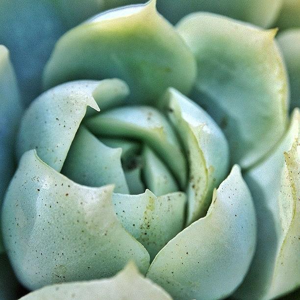 Succulent Photograph - #macro #succulent #fergusoptical by Susan Scherr