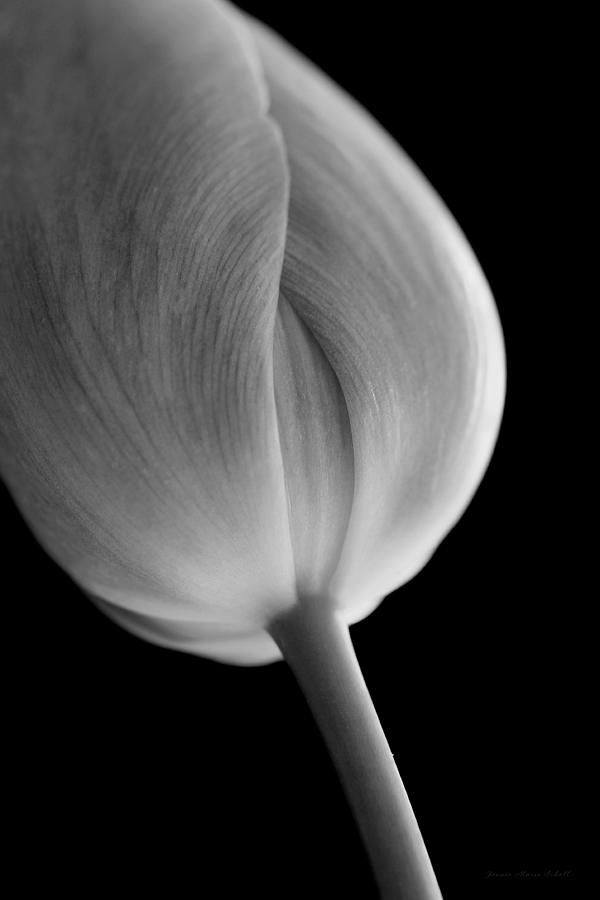 Macro Tulip Flower Black and White Photograph by Jennie Marie Schell