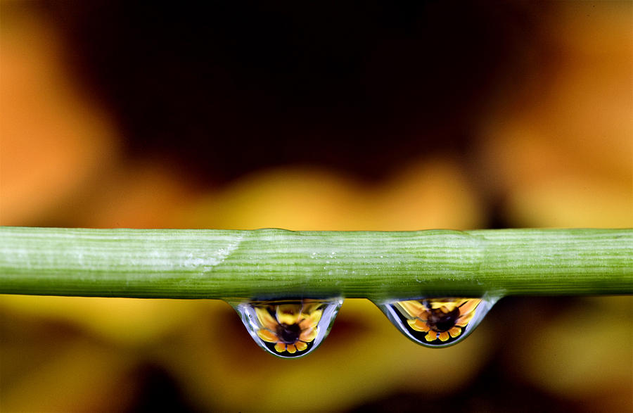 Macro water drops Photograph by Mark Duffy