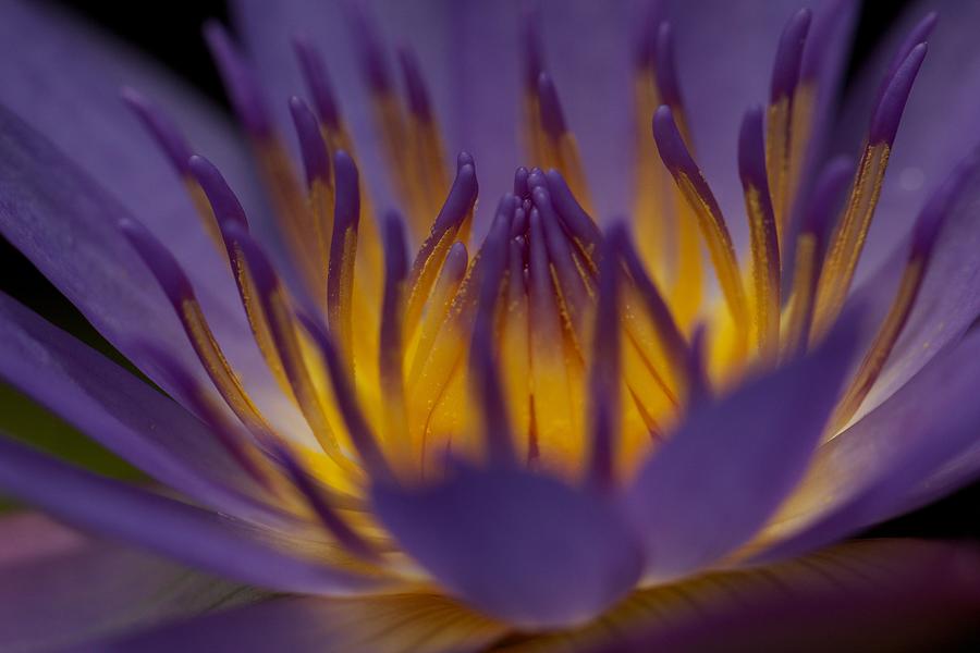 Macro Water Lilly Side View Digital Art by Bonita Hensley - Fine Art ...