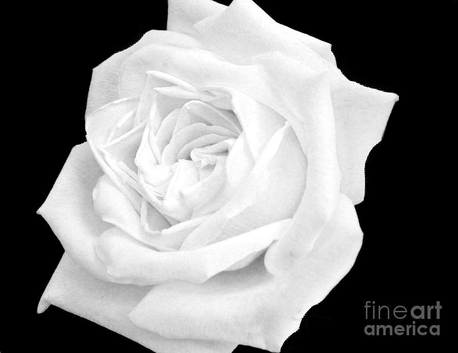 Macro White Rose Bloom Photograph by Marsha Heiken