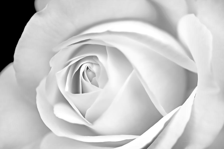 Macro White Rose in Monochrome Photograph by Jennie Marie Schell