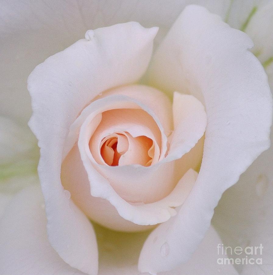 Flower Photograph - Macro White Rose petals by Patrick Dinneen