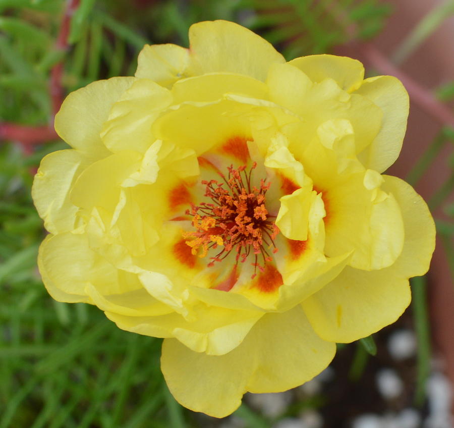 Macro Yellow Moss Rose Photograph by Stacie Siemsen
