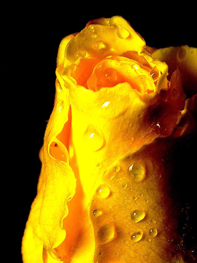 Macro yellow rose 2 Photograph by Guy Pettingell