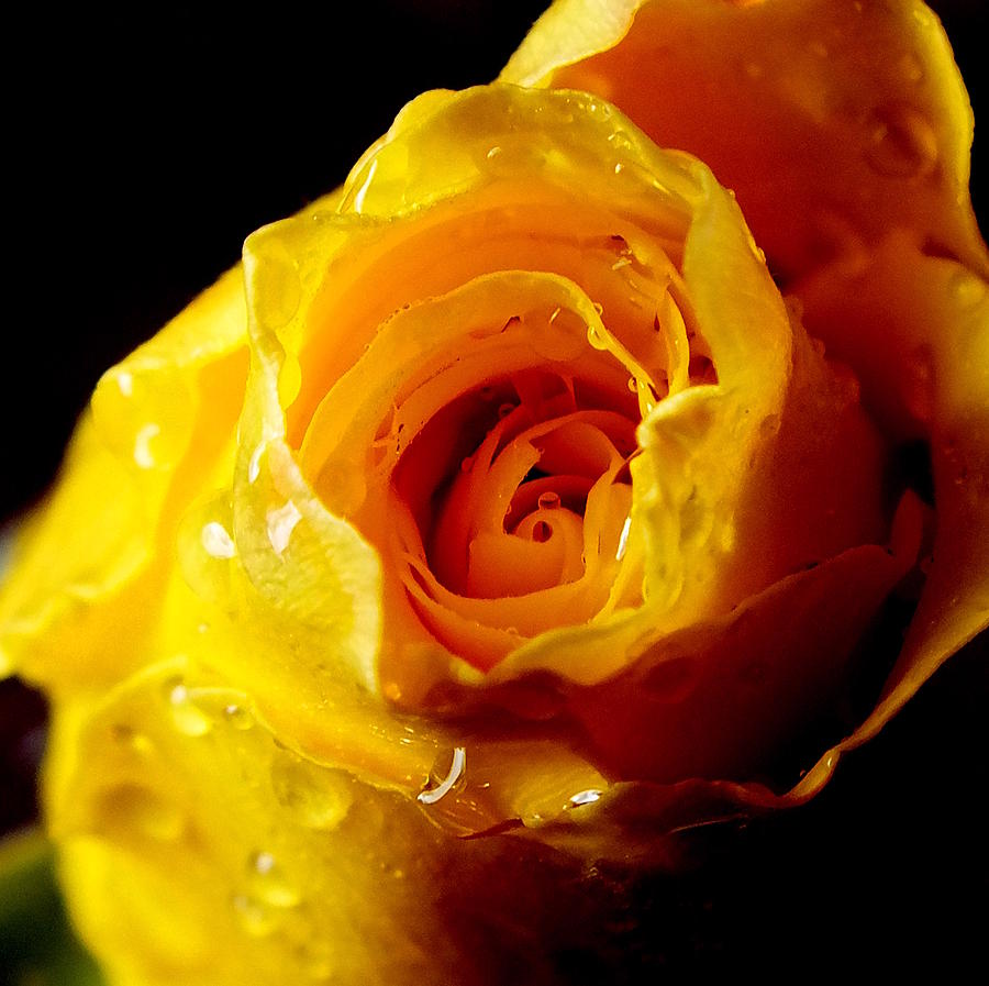 Macro yellow rose Photograph by Guy Pettingell