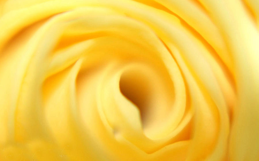 Macro Yellow Rose Photograph by Femina Photo Art By Maggie