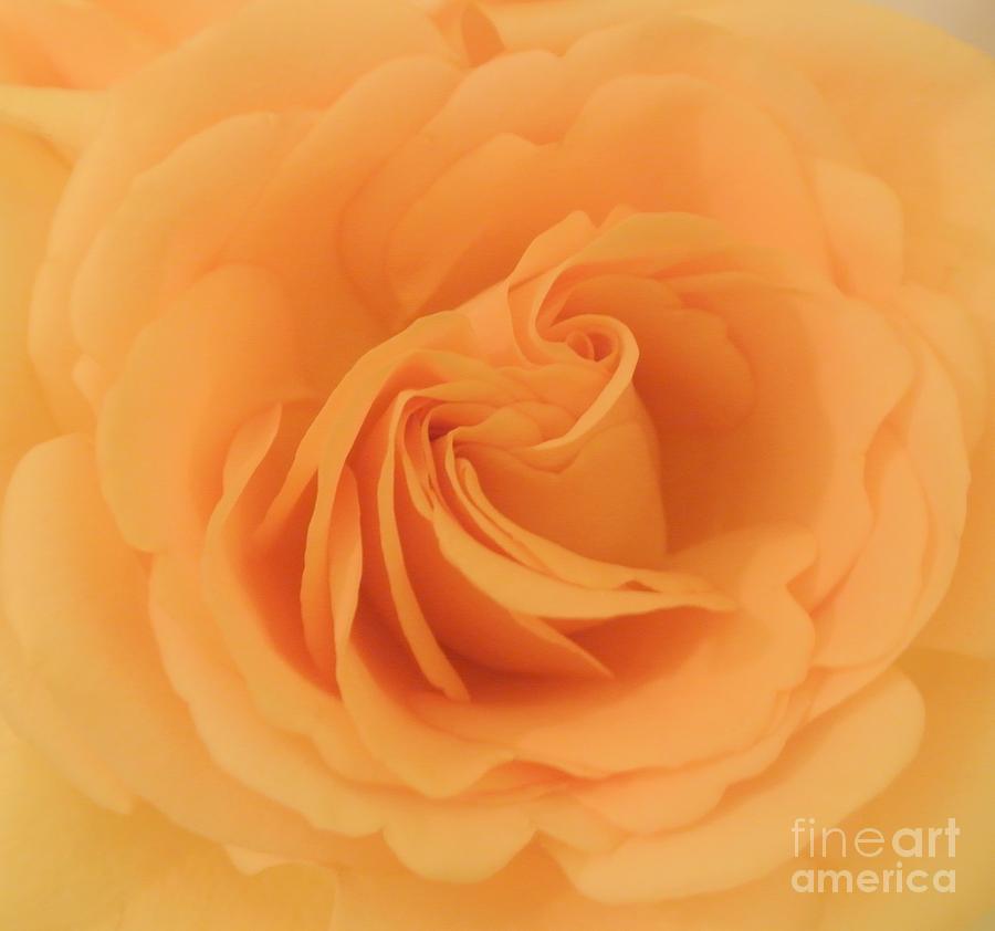 Macro Yellow Rose Photograph by Marsha Heiken
