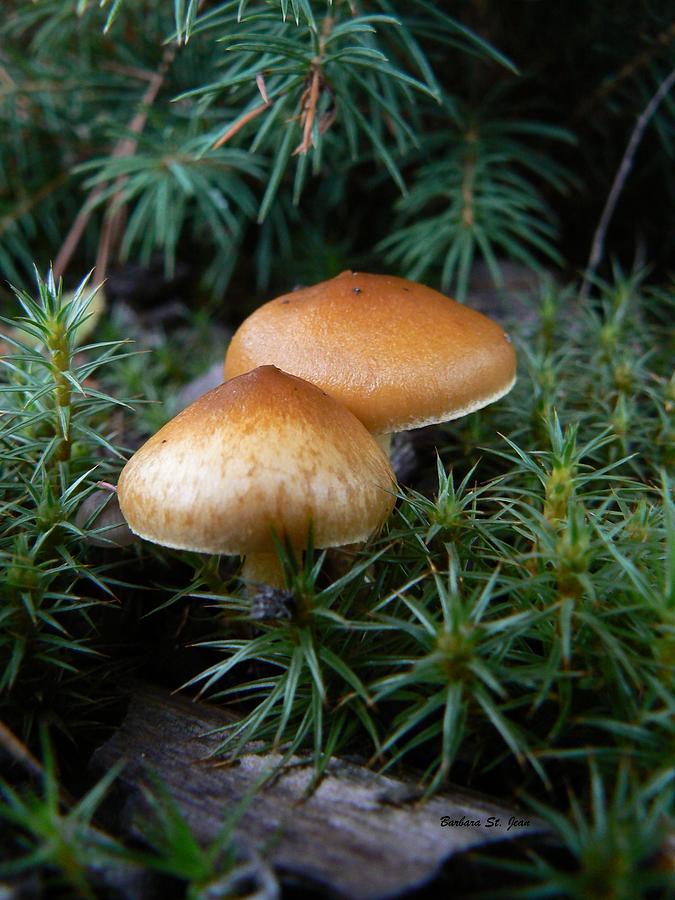 Macrofungi BC Wild Mushroom Photograph by Barbara St Jean