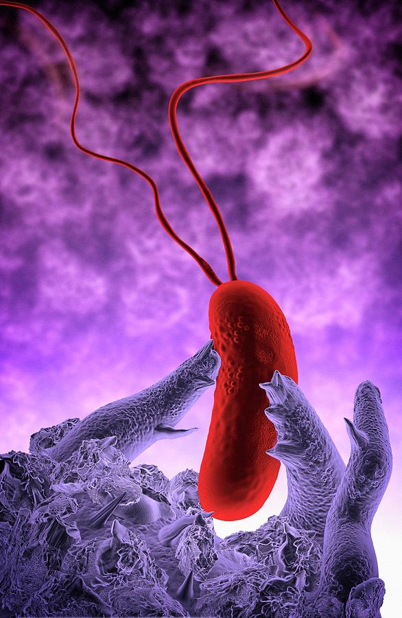 Macrophage And Bacteria Photograph by Tim Vernon / Science Photo Library