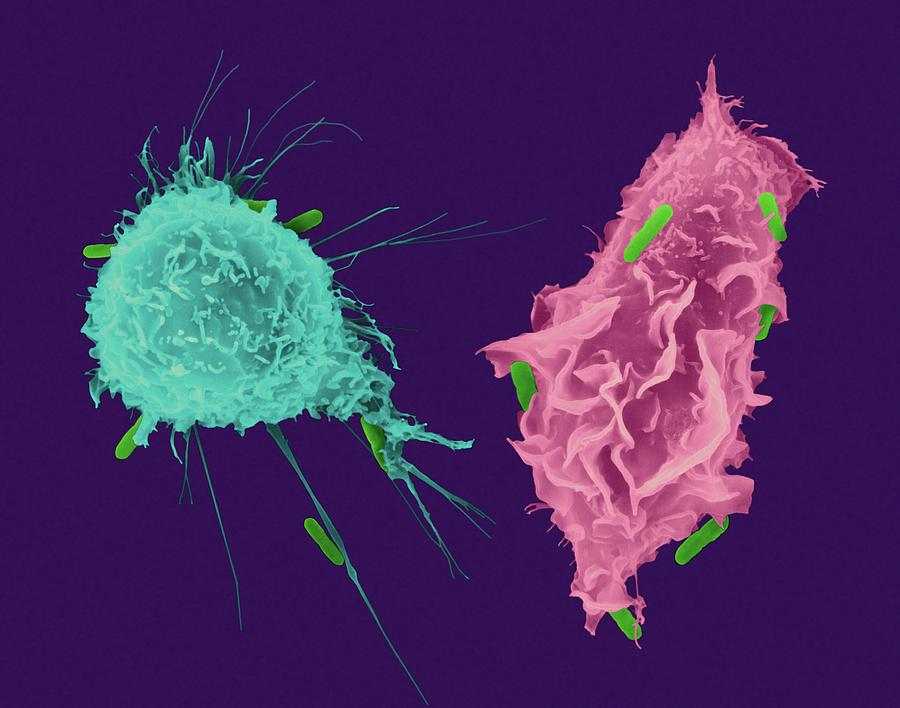 Macrophage And Monocyte Phagocytosis Photograph by Dennis Kunkel Microscopy/science Photo Library